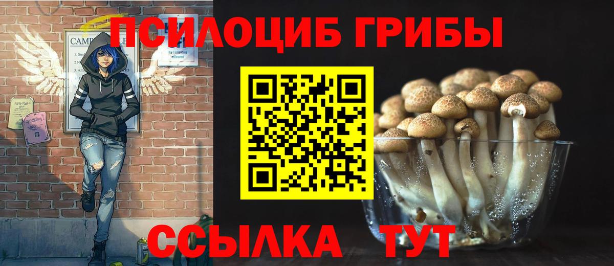 Галлюциногенные грибы Psilocybe Ковров